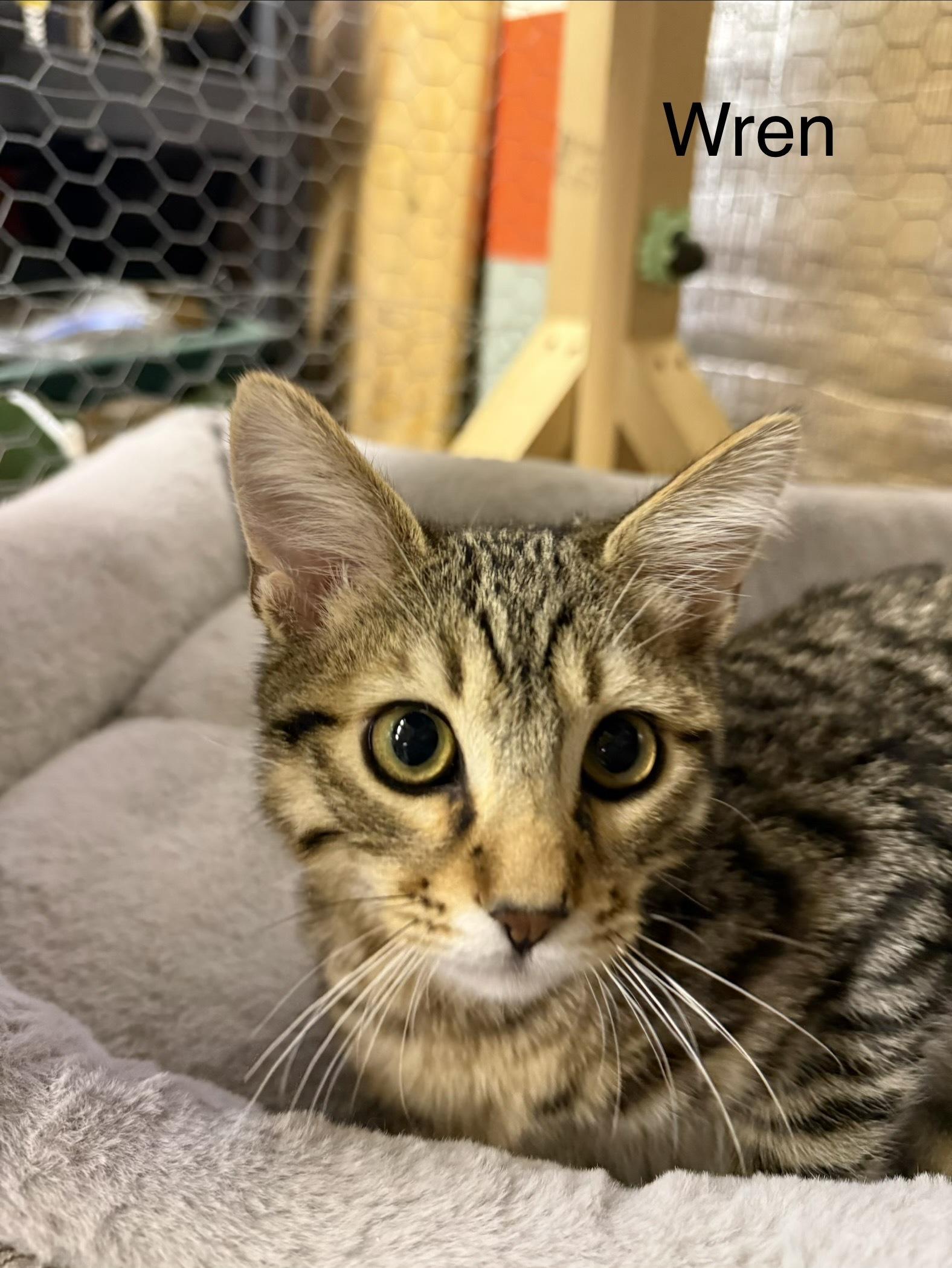 Enlarge Wren 2, an adopted Tabby in BURNABY, BC image 1/1