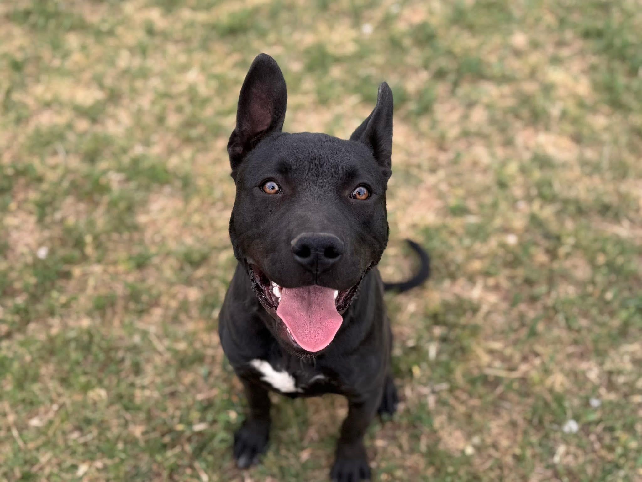 Enlarge Boom Boom , a ADOPTABLE Mixed Breed in Chickasha, OK image 1/2