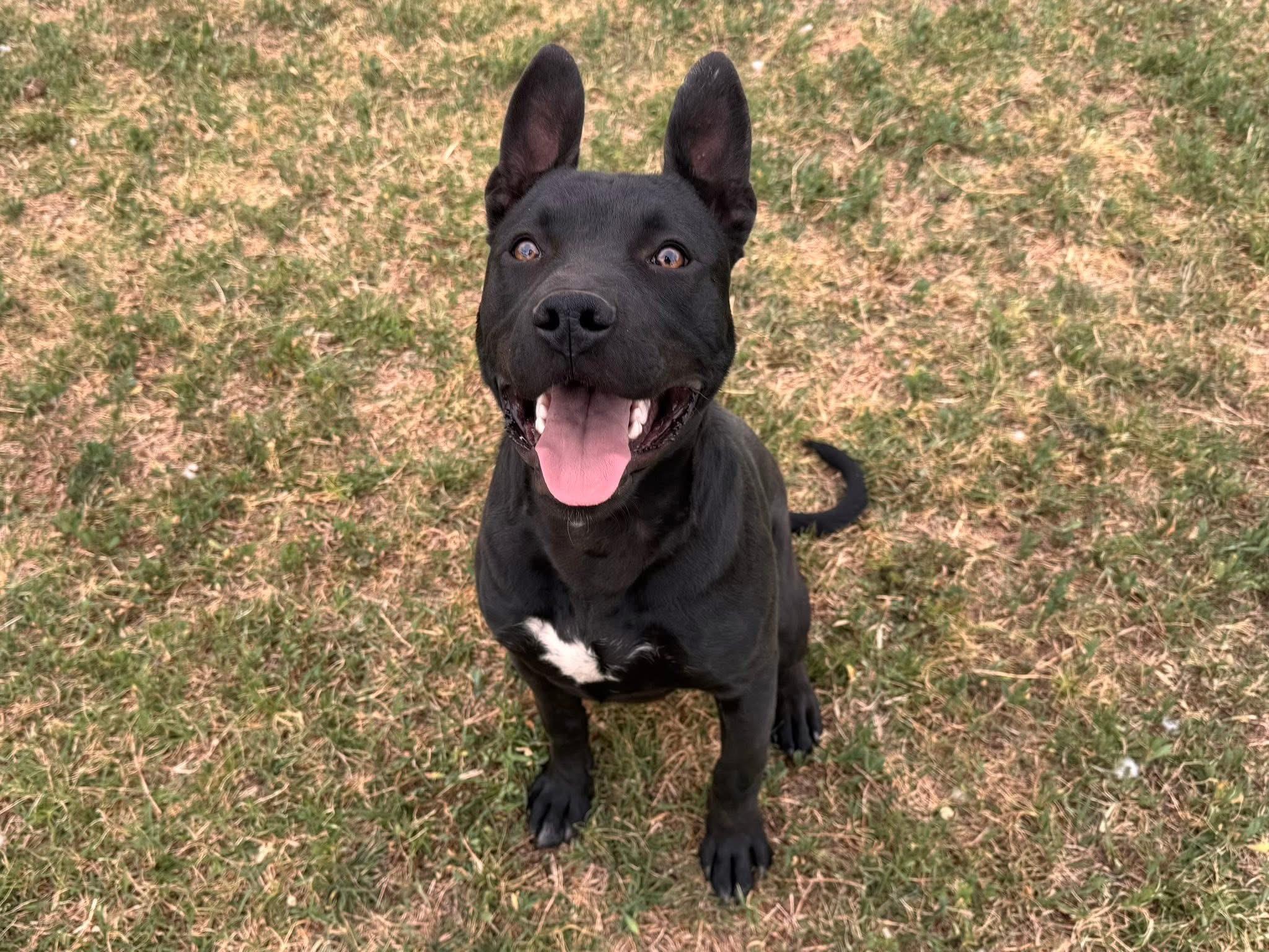 Enlarge Boom Boom , a ADOPTABLE Mixed Breed in Chickasha, OK image 2/2