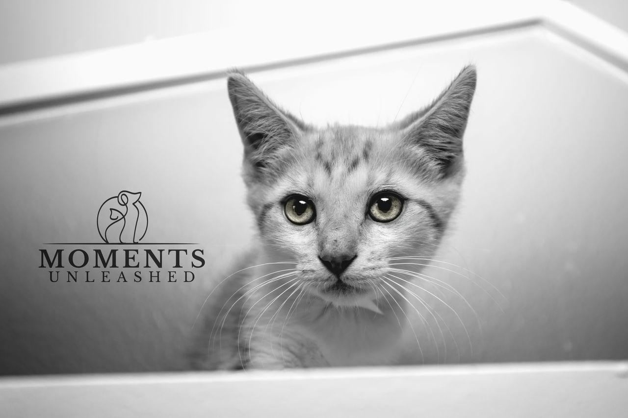 Enlarge Peeps, an adopted Domestic Short Hair in Myakka City, FL image 3/3