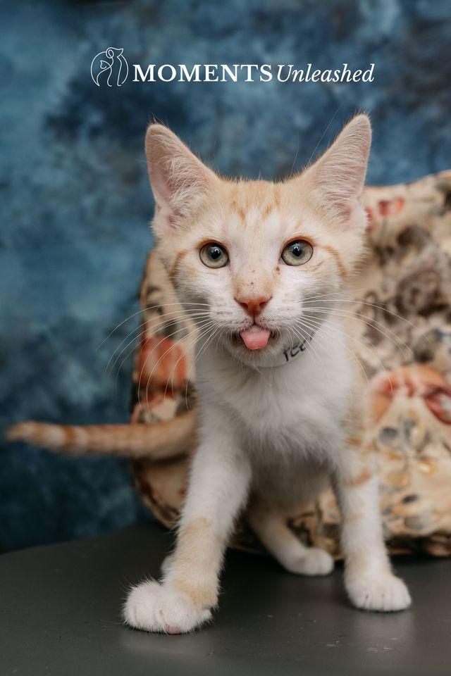 Enlarge Peeps, an adopted Domestic Short Hair in Myakka City, FL image 2/3