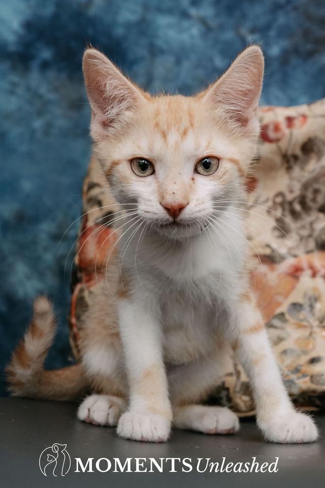 Peeps, adopted, Kitten Male Domestic Short Hair.