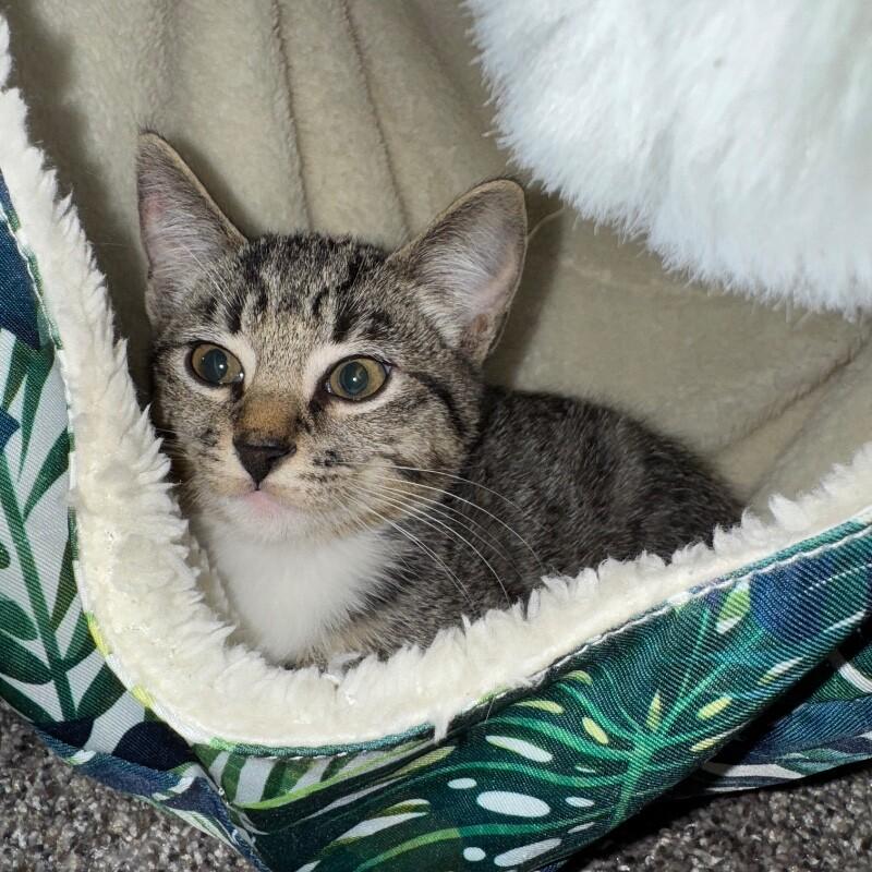 Enlarge THEODORE MOUSEKATEER, a Adoptable Domestic Short Hair in lawton, OK image 2/3