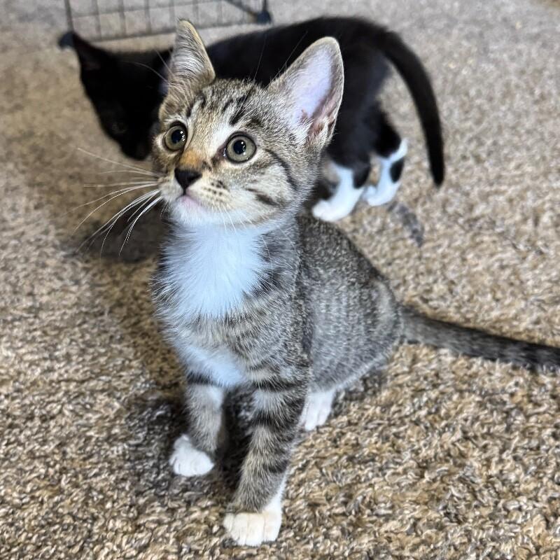 Enlarge THEODORE MOUSEKATEER, a Adoptable Domestic Short Hair in lawton, OK image 3/3