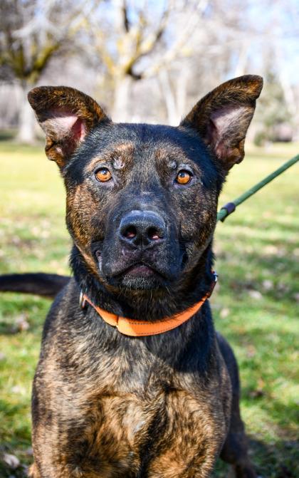 Enlarge Wasco, a Adoptable mixed breed in Yakima, WA image 1/3