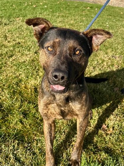 Wasco, a Adoptable mixed breed in Yakima, WA image 1/3