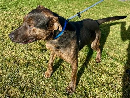 Wasco, a Adoptable mixed breed in Yakima, WA image 2/3