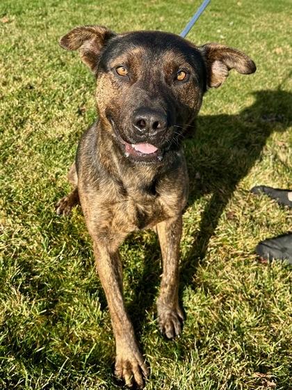 Wasco, a Adoptable mixed breed in Yakima, WA image 3/3