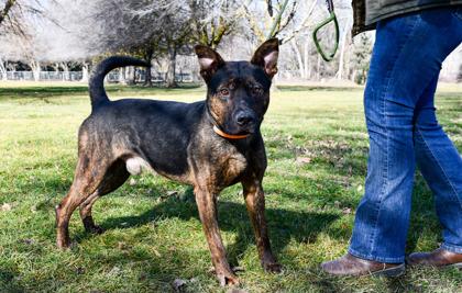 Wasco, a Adoptable mixed breed in Yakima, WA image 1/3