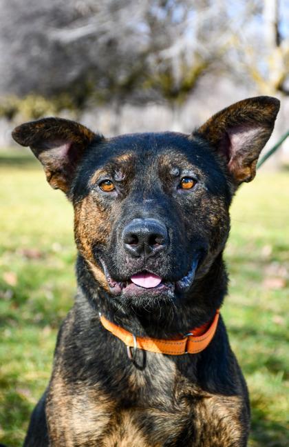 Wasco, a Adoptable mixed breed in Yakima, WA image 3/3