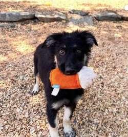 Birdie, adopted, Puppy Female Shepherd & Border Collie.