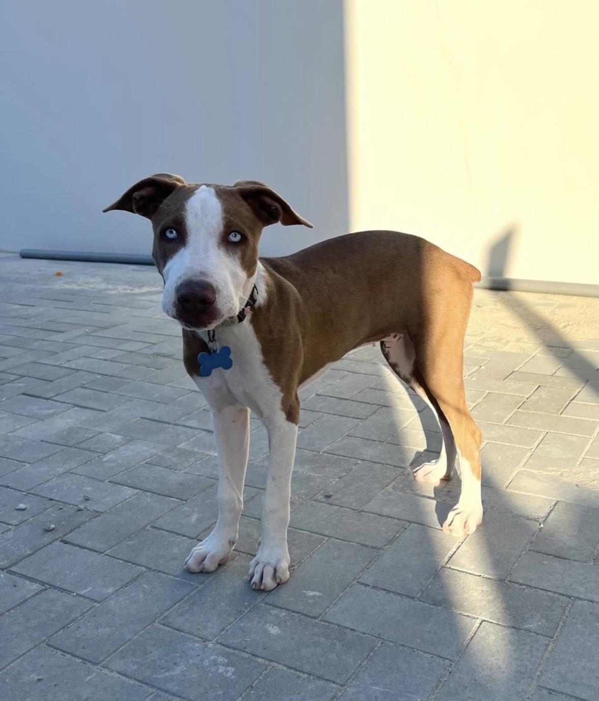 Enlarge Moomba, a ADOPTABLE Mixed Breed in Pembroke, MA image 4/6