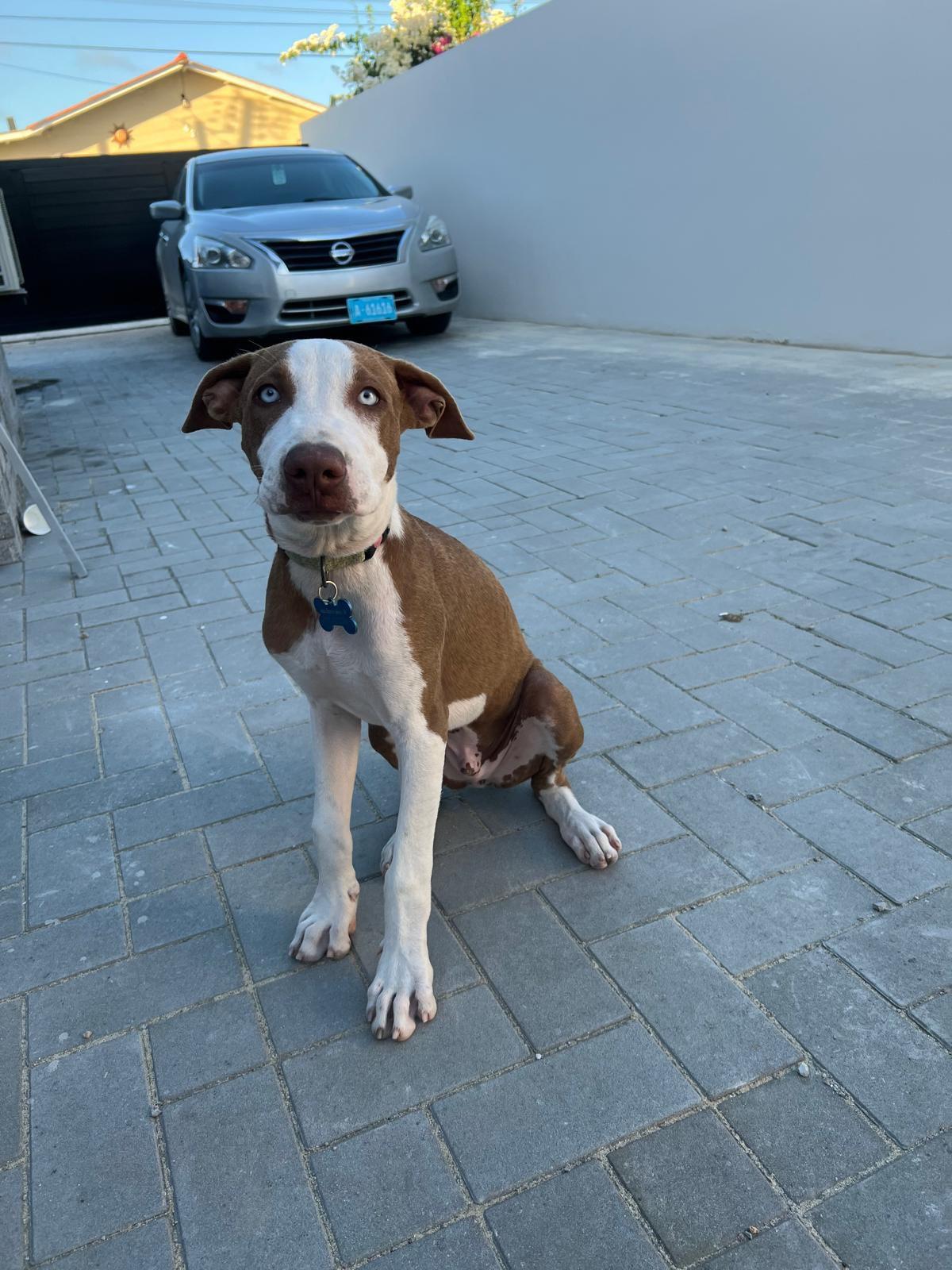 Moomba, ADOPTABLE, Puppy Male Mixed Breed.