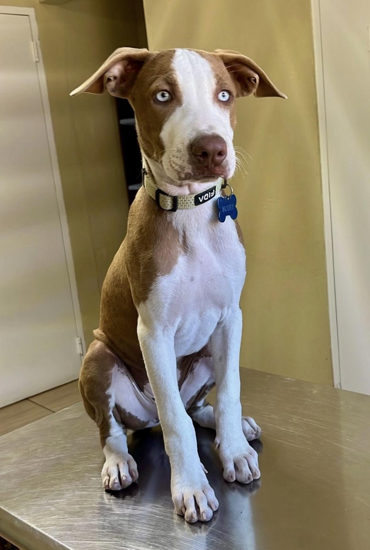 Moomba, ADOPTABLE, Puppy Male Mixed Breed.
