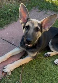 Belle, Adopted, Puppy Female German Shepherd Dog.