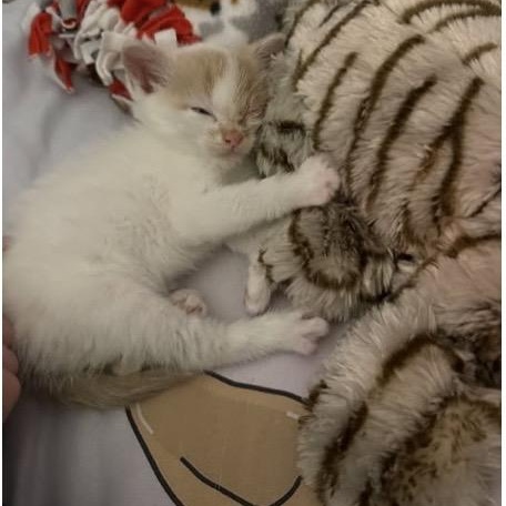 Zuko, ADOPTABLE, Kitten Male Domestic Short Hair.