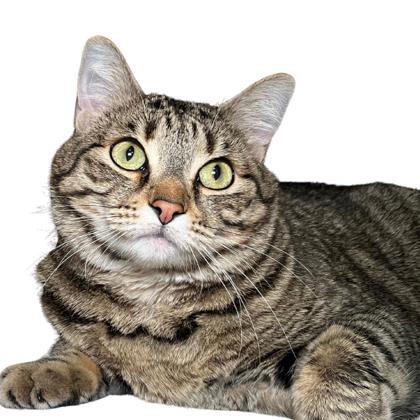 Enlarge Sage, a Adoptable mixed breed in Reno, NV image 1/2