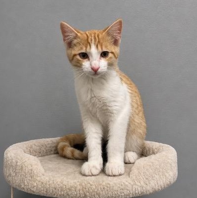 Enlarge Milo, a Adoptable mixed breed in Andover, MN image 3/3