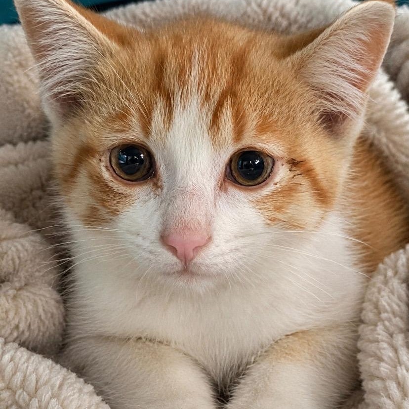 Enlarge Milo, a Adoptable mixed breed in Andover, MN image 2/3