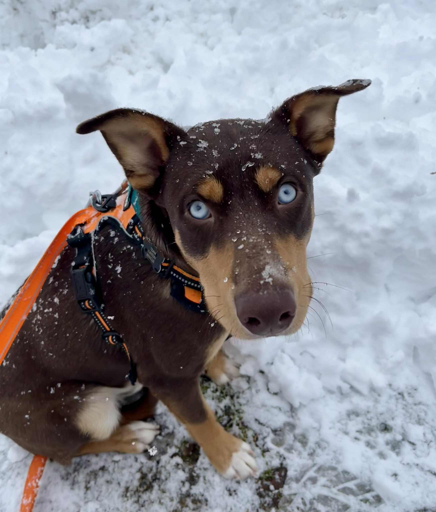 Ben, a Adoptable mixed breed in Chatsworth, ON image 4/5
