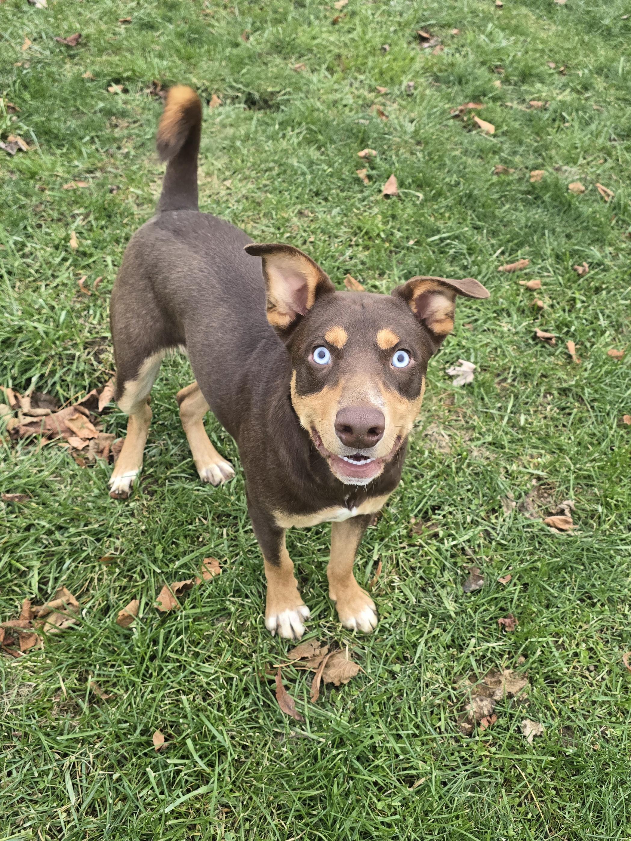 Ben, Adoptable, Young Male Doberman Pinscher & Husky.