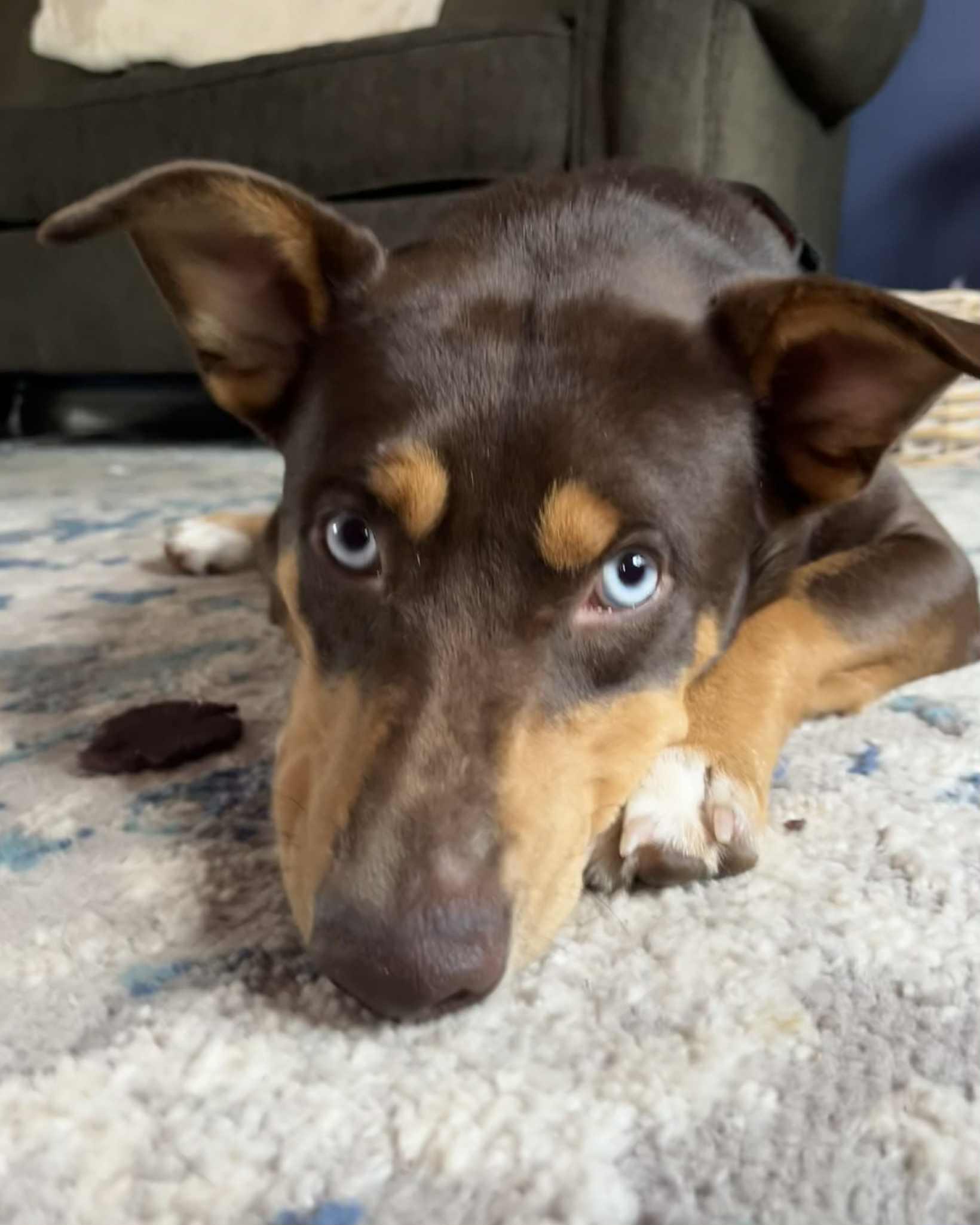 Ben, a Adoptable mixed breed in Chatsworth, ON image 5/5