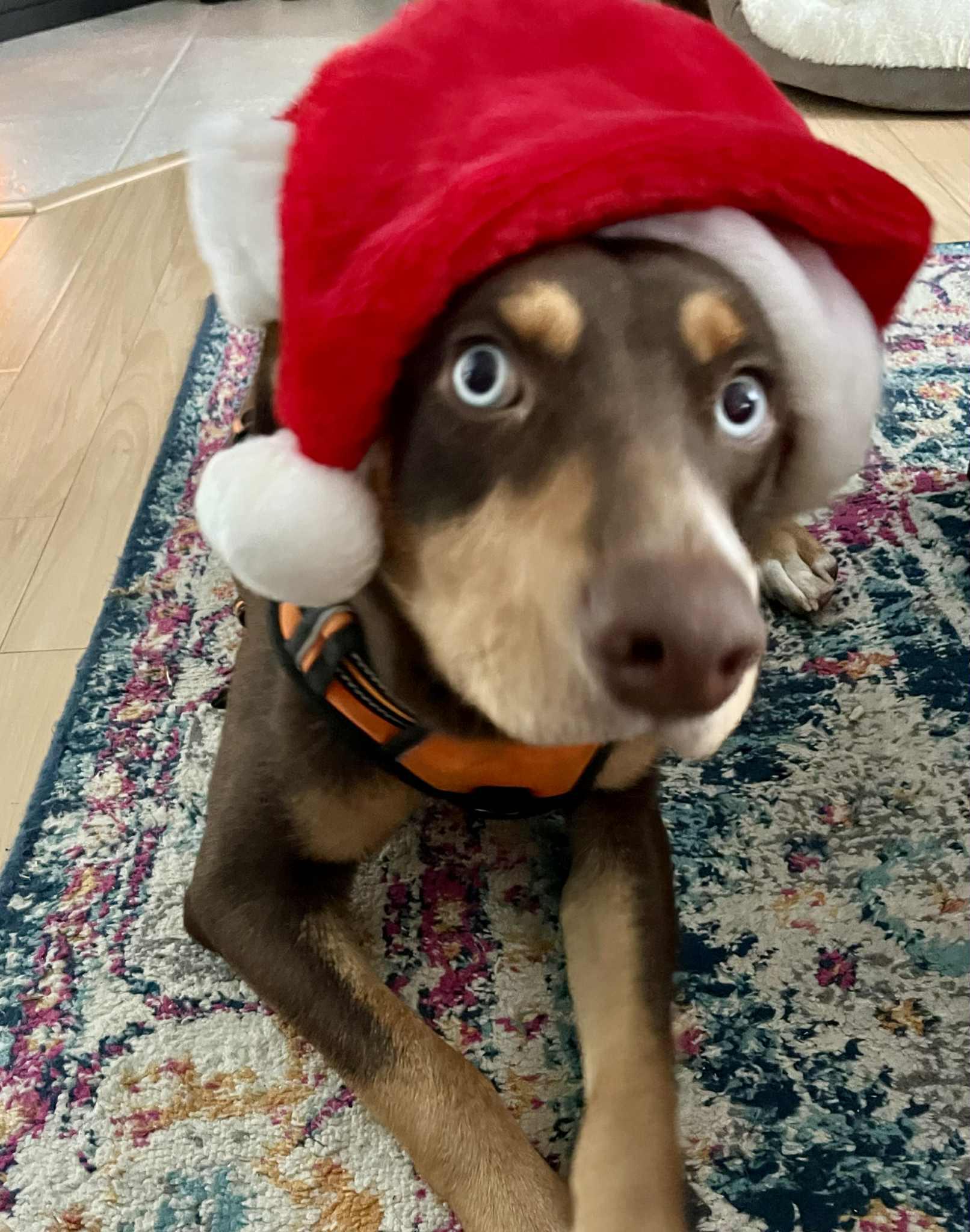 Ben, Adoptable, Young Male Doberman Pinscher & Husky.