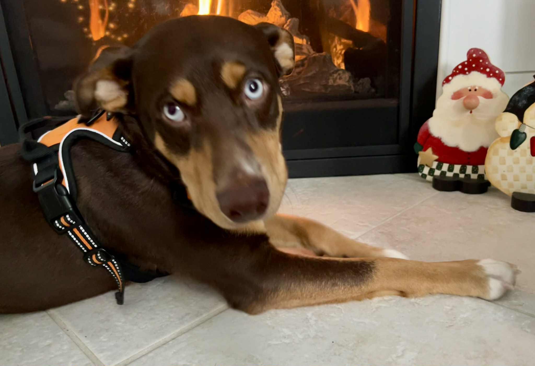 Ben, a Adoptable mixed breed in Chatsworth, ON image 3/5