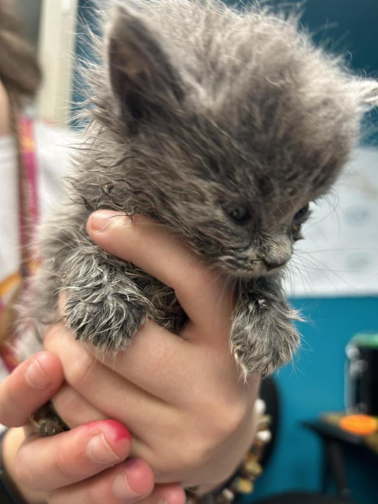 Rosie, Adopted, Young Female Domestic Long Hair.