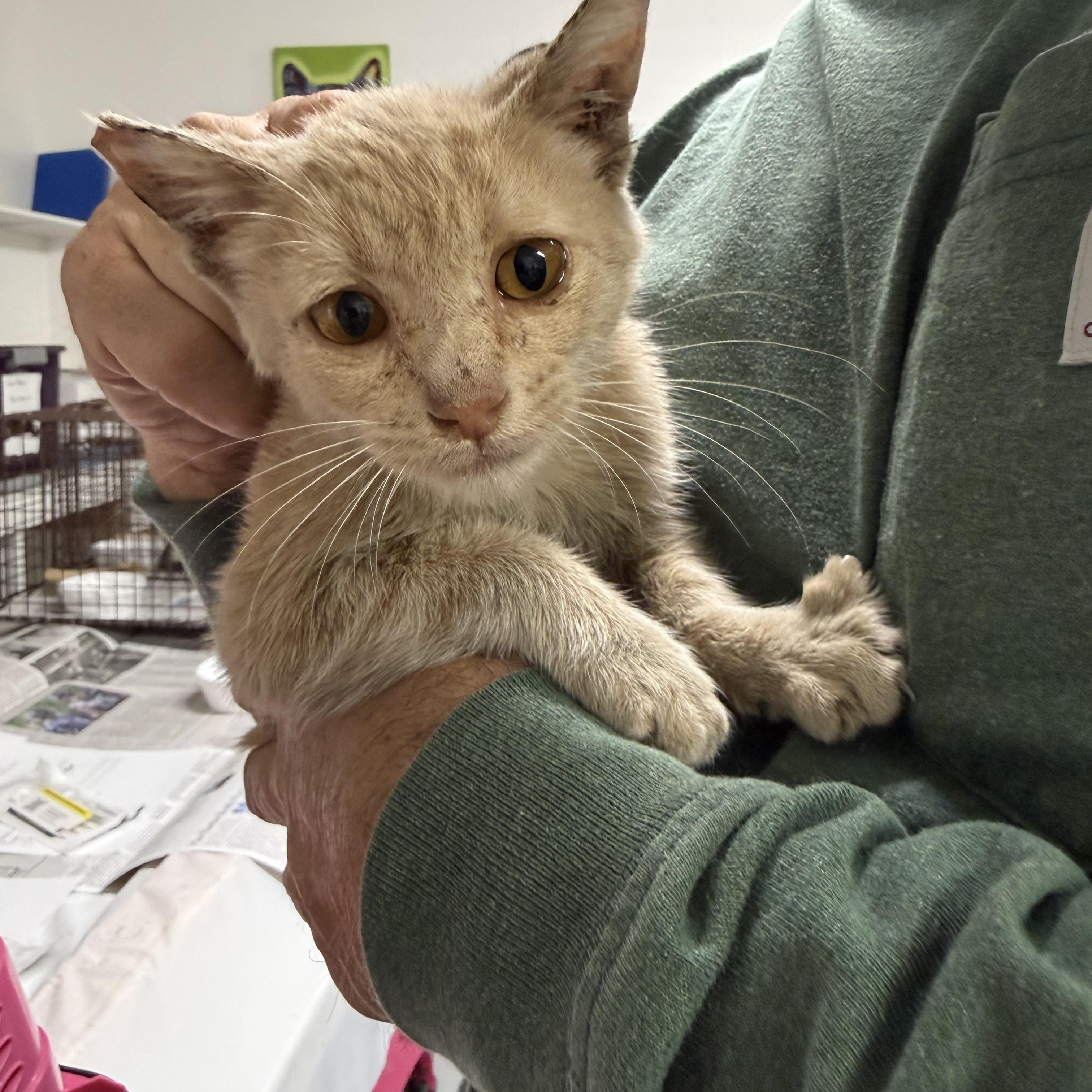Rubber Duck, Adoptable, Kitten Female Tabby.