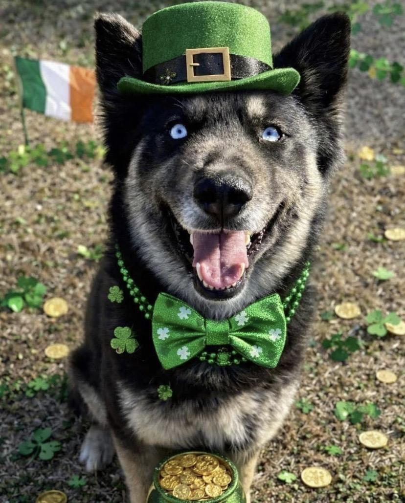 Enlarge Bailey, a ADOPTABLE mixed breed in Philadelphia, PA image 2/3