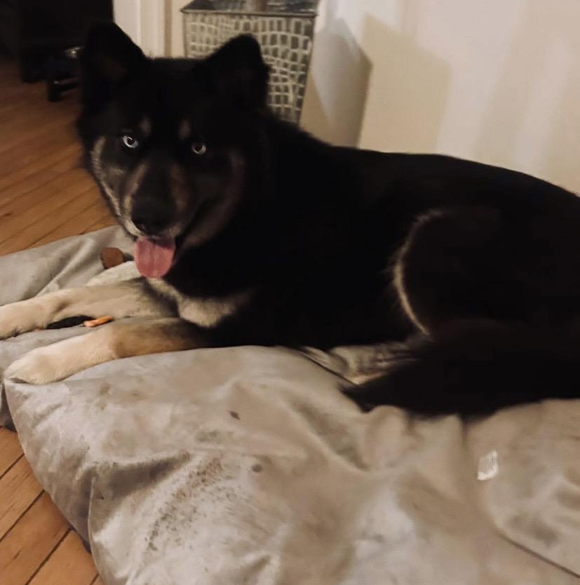 Enlarge Bailey, a ADOPTABLE mixed breed in Philadelphia, PA image 3/3