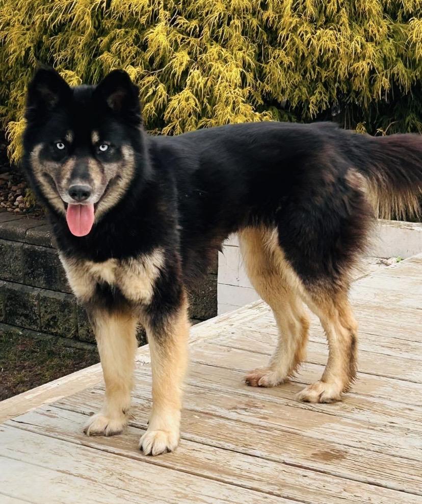 Bailey, ADOPTABLE, Young Male Siberian Husky & Alaskan Malamute.
