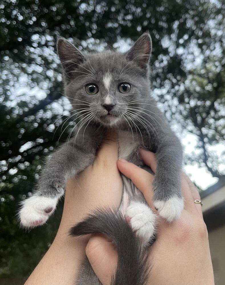 BMO, ADOPTABLE, Adult Female Domestic Short Hair.