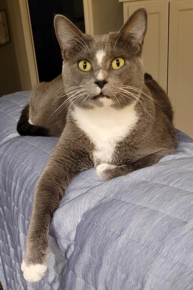 Enlarge BMO, a ADOPTABLE Domestic Short Hair in Woodway, TX image 4/4