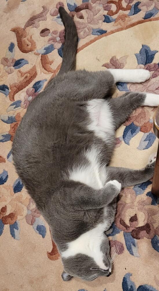 Enlarge BMO, a ADOPTABLE Domestic Short Hair in Woodway, TX image 2/4