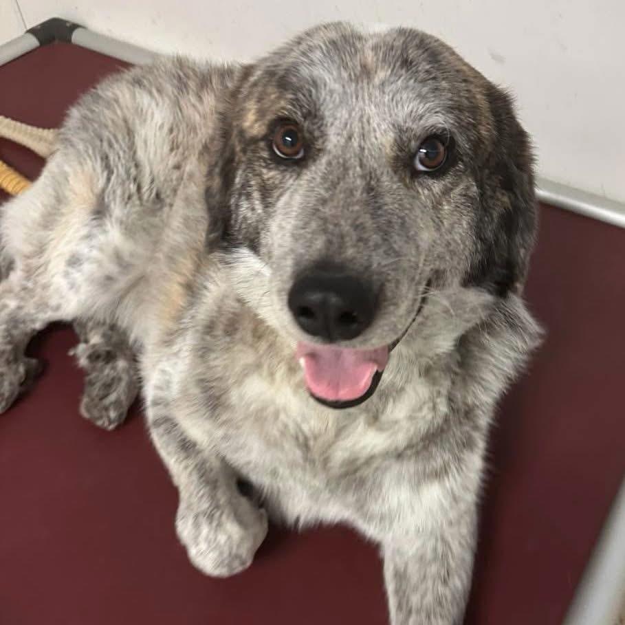 Enlarge Hogan, a Adoptable Mixed Breed in Pacific, MO image 3/3