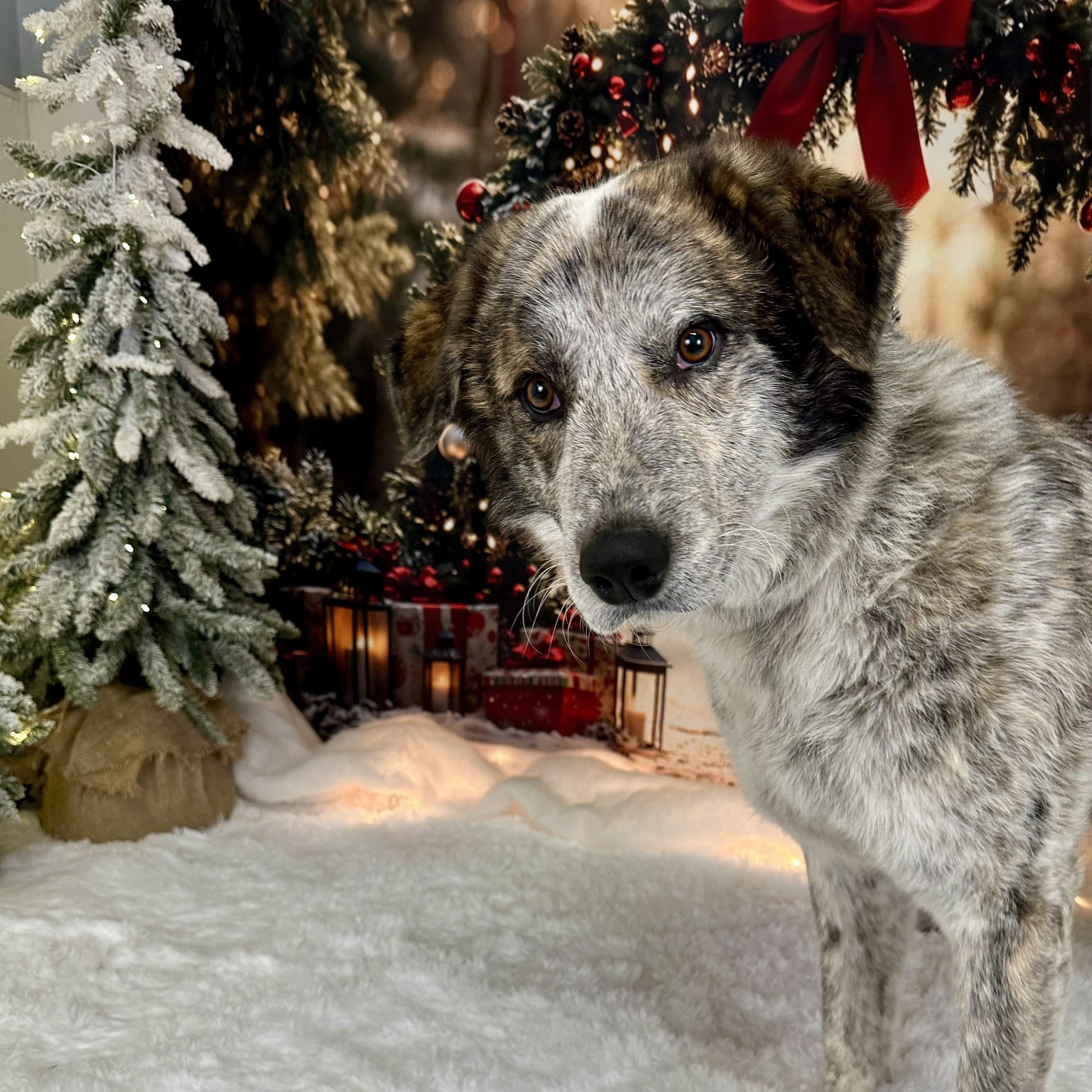 Hogan, Adoptable, Adult Male Mixed Breed.