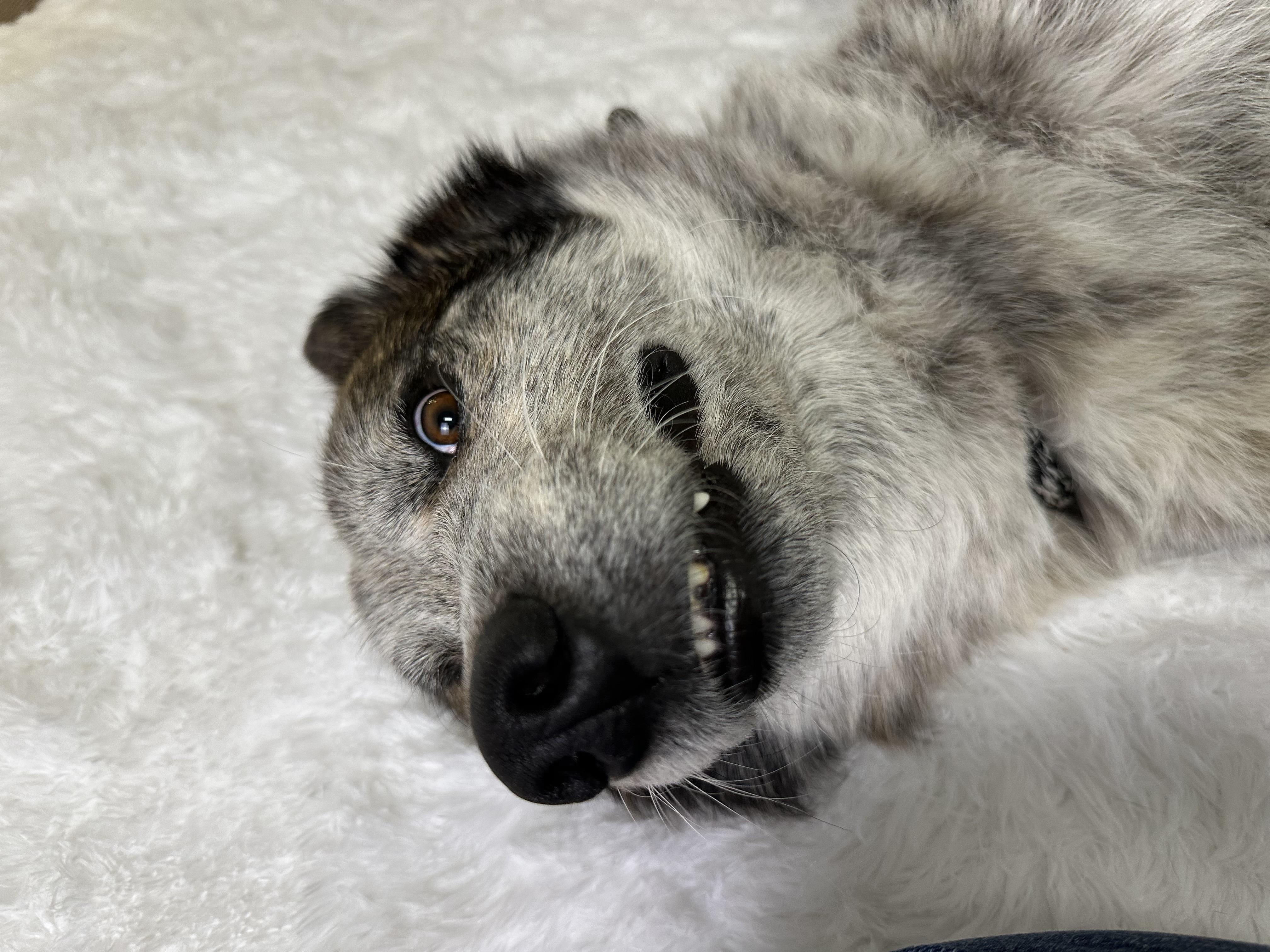 Hogan, a Adoptable Mixed Breed in Pacific, MO image 2/3