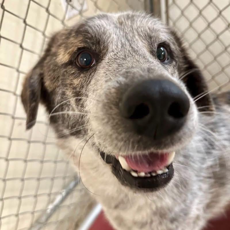 Hogan, Adoptable, Adult Male Mixed Breed.