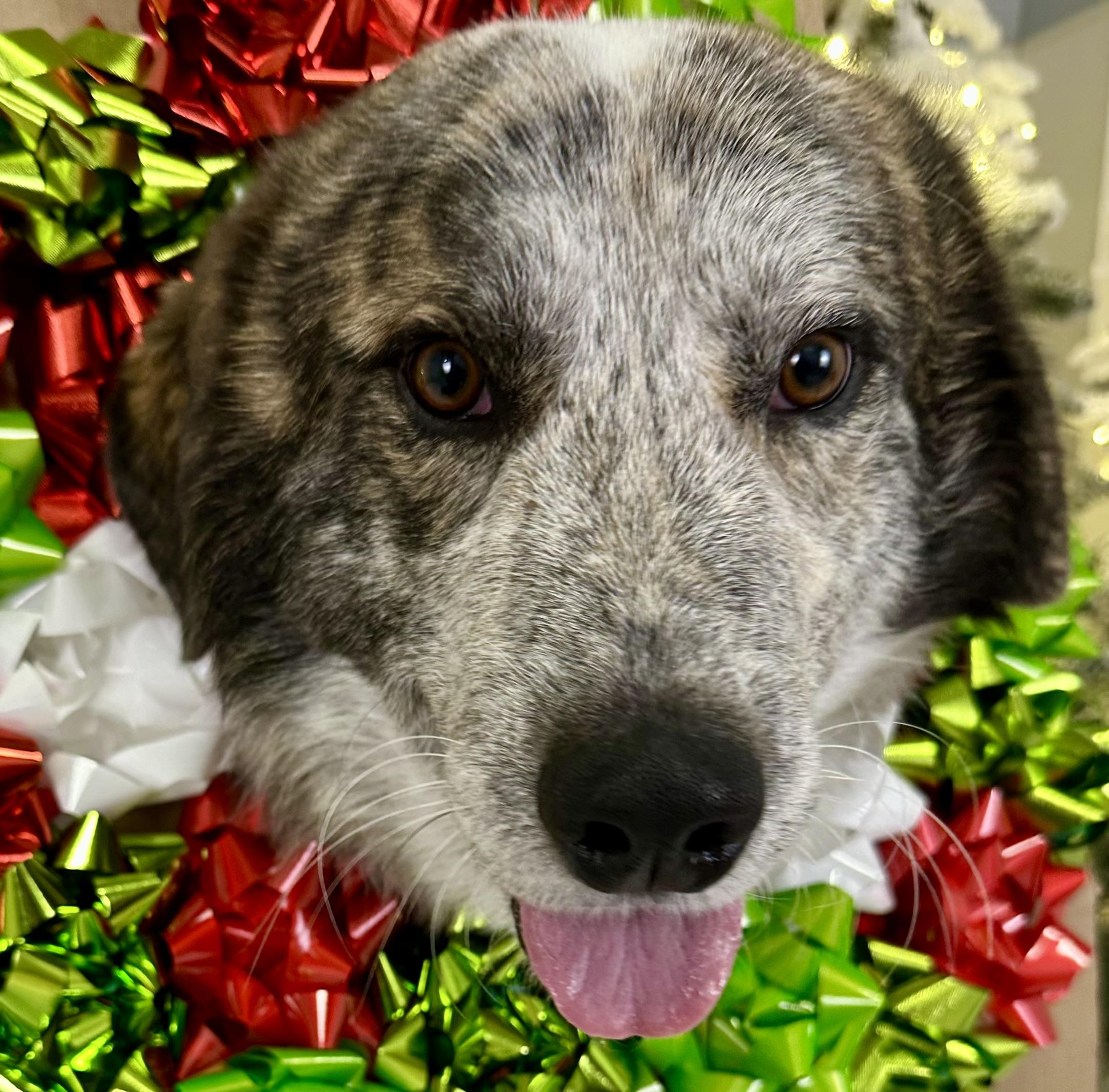 Hogan, a Adoptable Mixed Breed in Pacific, MO image 3/3
