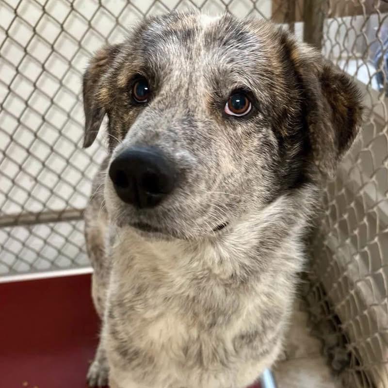 Enlarge Hogan, a Adoptable Mixed Breed in Pacific, MO image 2/3