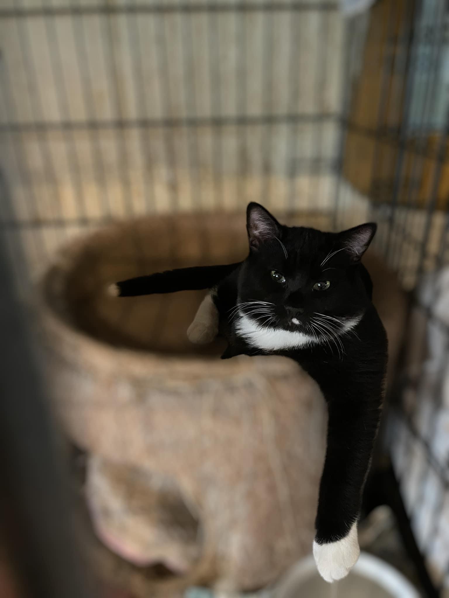 Tippy