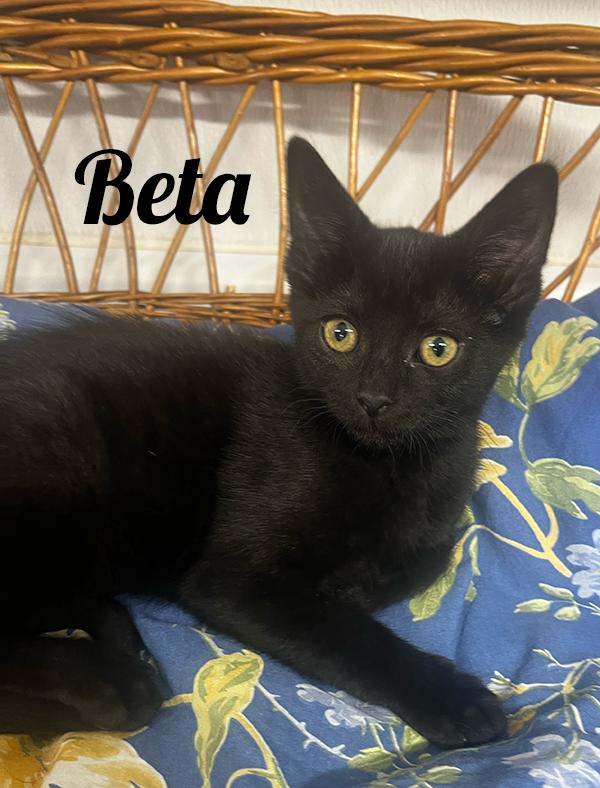 Beta