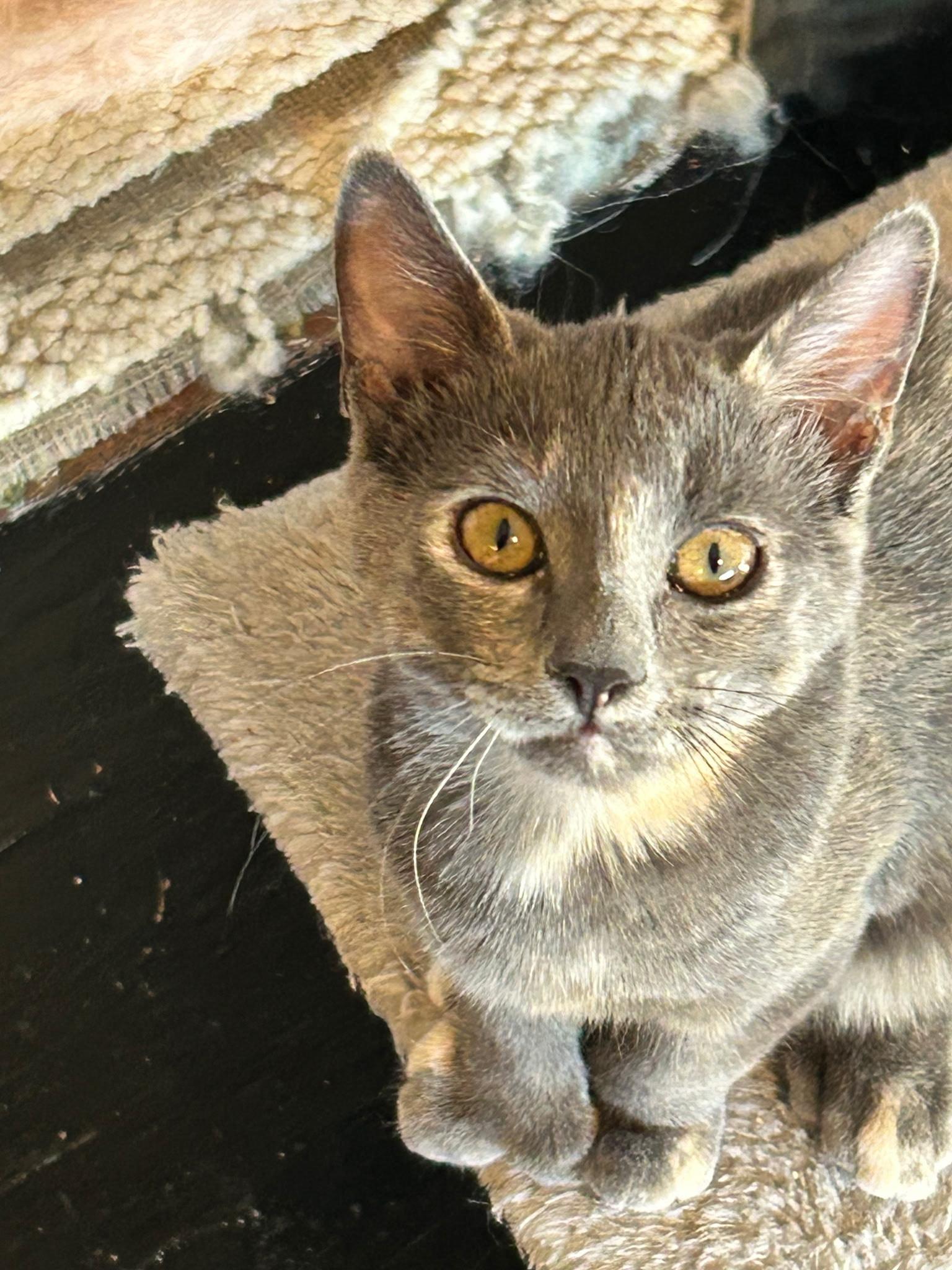 Skittles, Adopted, Young Female Extra-Toes Cat / Hemingway Polydactyl.