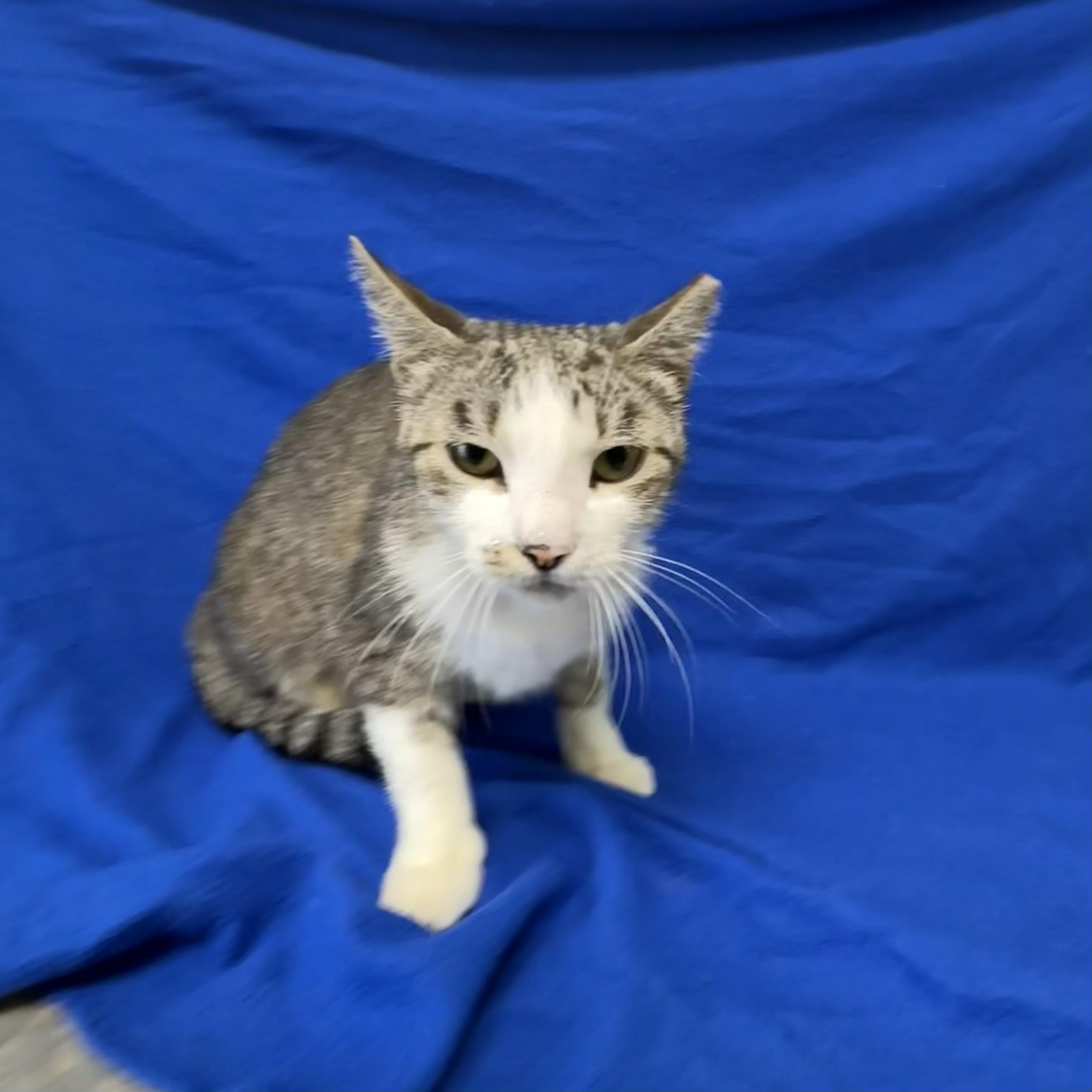Enlarge Noodle, an adopted Domestic Short Hair in Valdosta, GA image 2/2