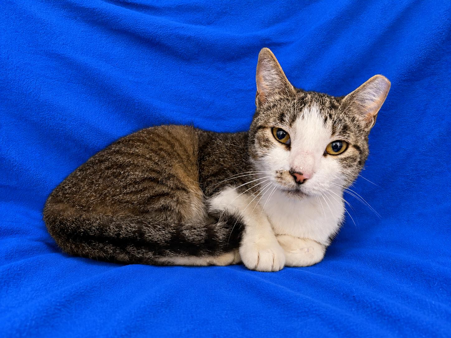 Enlarge Noodle, an adopted Domestic Short Hair in Valdosta, GA image 1/2