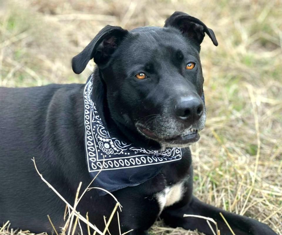 Tank - I know commands! I'm smart, lucky and have a one of a kind back story.