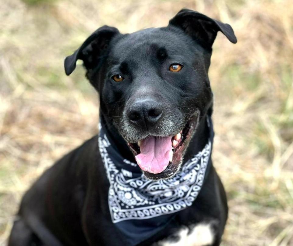 Tank - I know commands! I'm smart, lucky and have a one of a kind back story.