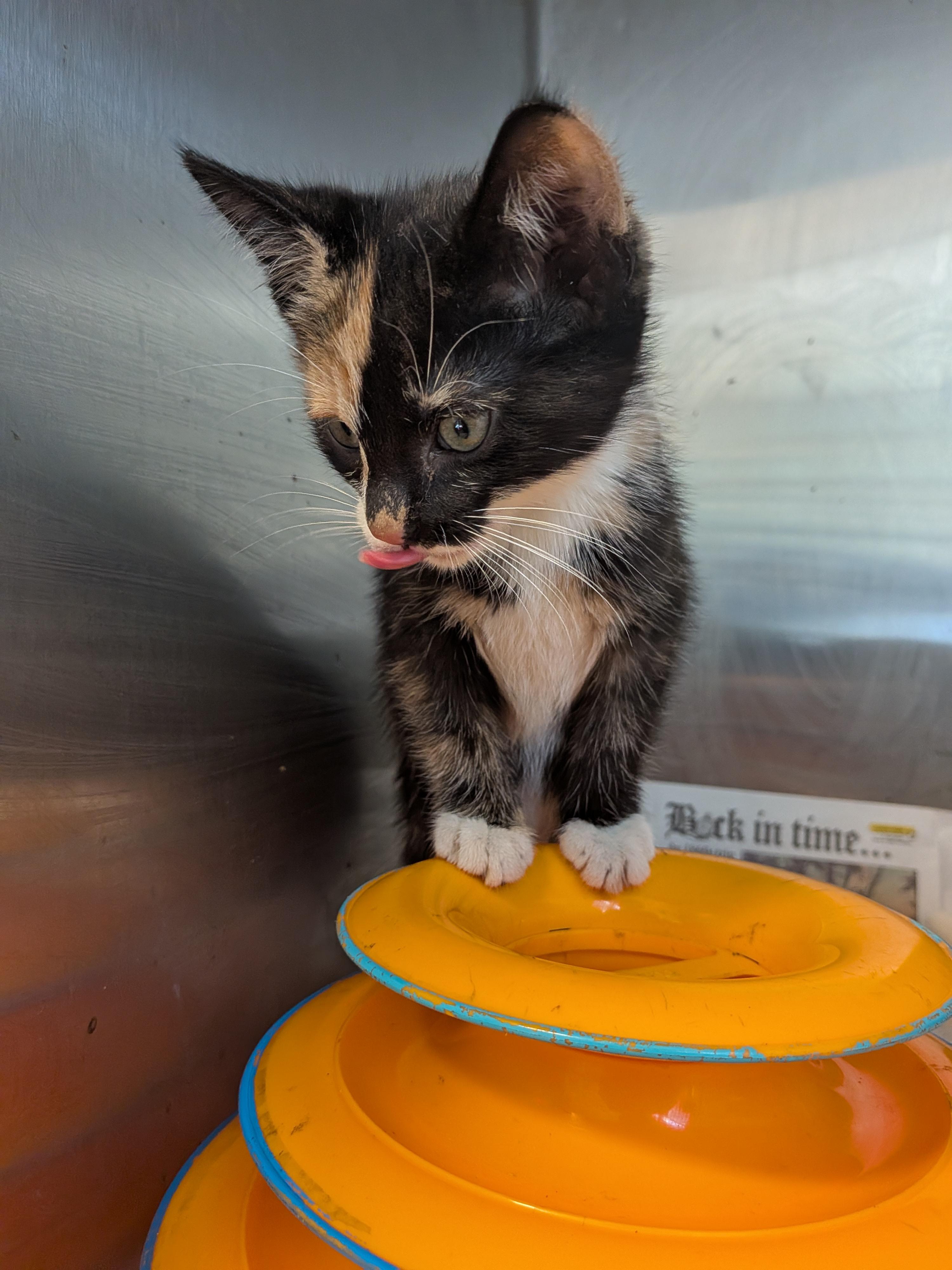 Enlarge Margil, a Adoptable American Shorthair in Montclair, NJ image 2/4